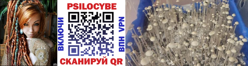 сколько стоит  Дмитриев  OMG вход  Псилоцибиновые грибы мухоморы 